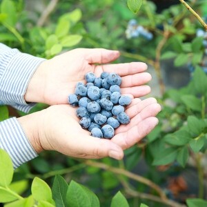 [솔향블루베리농원]고당도 무농약 탱글탱글 블루베리 1kg