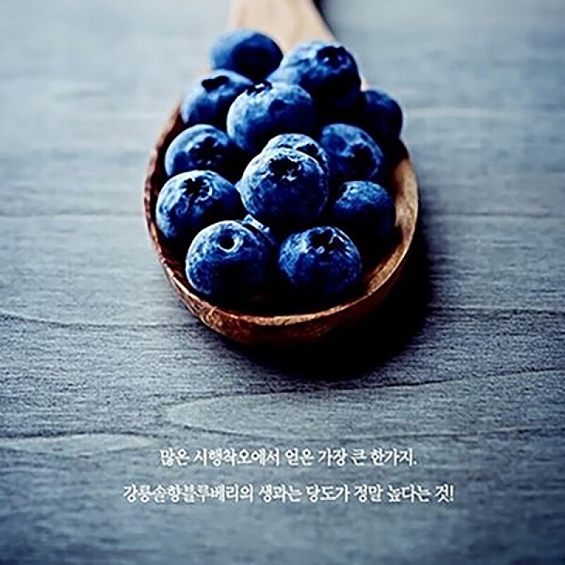 강릉팜,[솔향블루베리농원]고당도 무농약 탱글탱글 블루베리 1kg