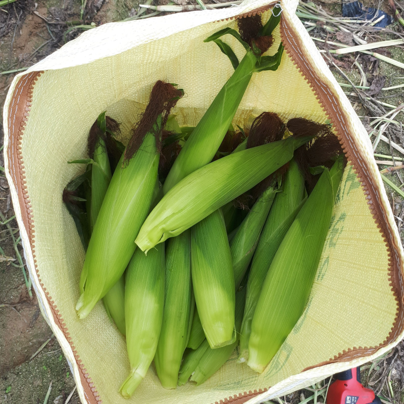 강릉팜,[7월 예약]청정 강릉 오색 홍찰 옥수수 찰지고 맛있는 알록이 찰옥수수 20개 산지직송 정정용농부