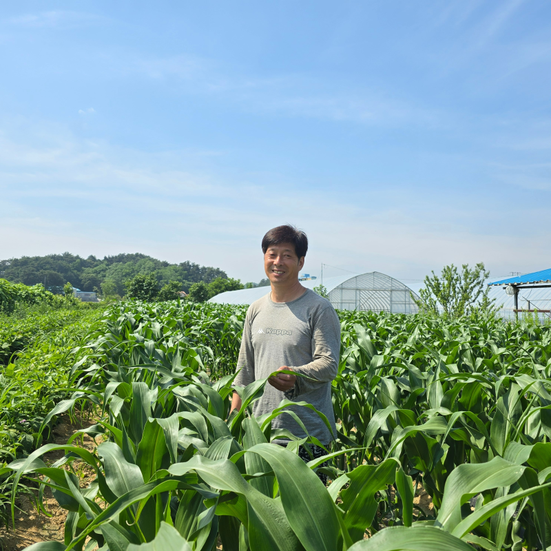 강릉팜,[7월 예약]청정 강릉 오색 홍찰 옥수수 찰지고 맛있는 알록이 찰옥수수 20개 산지직송 정정용농부