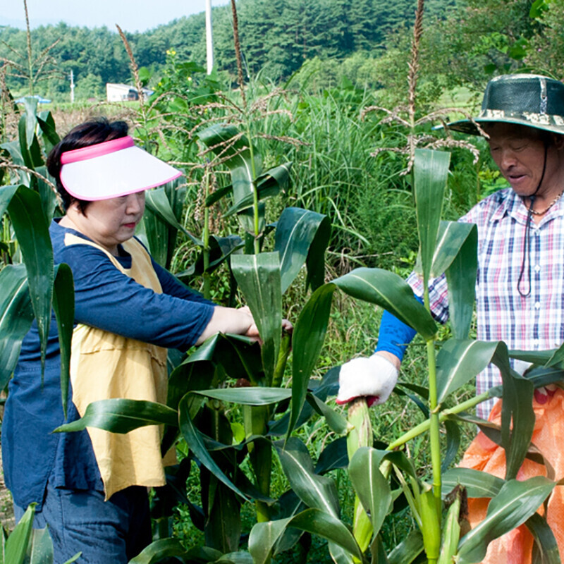 강릉팜,[7월 예약]장작골 청정 강릉 찰옥수수 진짜 맛있는 옥수수 30개 미백 2호 산지직송