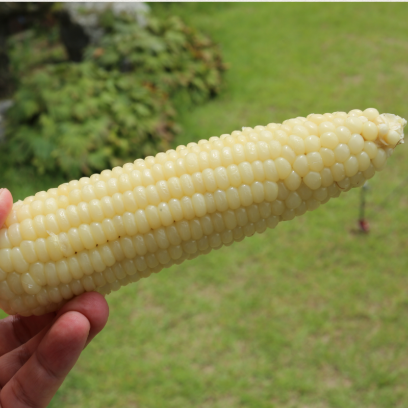 강릉팜,[7월 예약]장작골 청정 강릉 찰옥수수 진짜 맛있는 옥수수 30개 미백 2호 산지직송