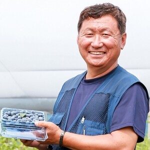 동해안블루베리 고당도 친환경 무농약 탱글탱글 블루베리 생과 2kg ( 500g 4pack)