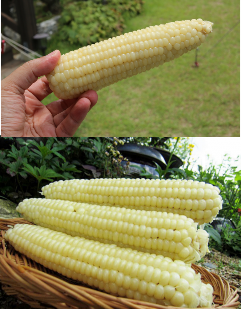 강릉팜,[부연] 강원도 강릉 25년산 찰옥수수쌀 국산 1kg 5kg 거피 깐옥수수알 옥수수범벅 껍질깐 옥수수알갱이