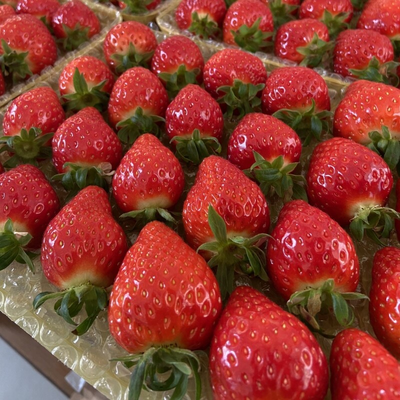 강릉팜,우주[예약판매/2월5일부터 순차배송]농장 직배송 강릉 우주딸기농장 고당도 설향딸기 800g이상x2box(30-35구 랜덤발송) GAP 인증 당일수확 딸기선물세트