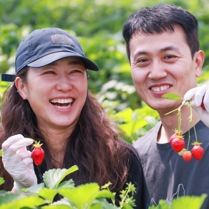 강릉팜,우주[예약판매/2월5일부터 순차배송]농장 직배송 강릉 우주딸기농장 고당도 설향딸기 800g이상x2box(30-35구 랜덤발송) GAP 인증 당일수확 딸기선물세트