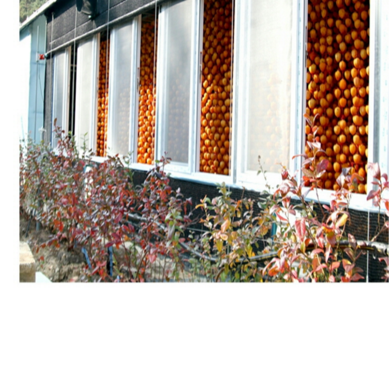 강릉팜,[강릉곶감 우리들농원] 신사임당3호-낱개포장세트