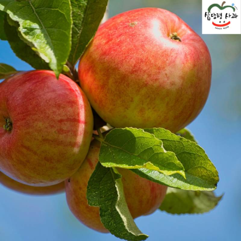 강릉팜,강원도 선물용 부사 5kg 19과 아삭하고  맛있는 고랭지 꿀부사 산지직송 고당도사과(갯수선택)
