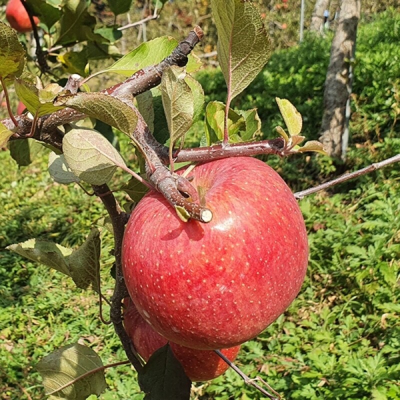 강릉팜,강원도 선물용 부사 5kg 19과 아삭하고  맛있는 고랭지 꿀부사 산지직송 고당도사과(갯수선택)
