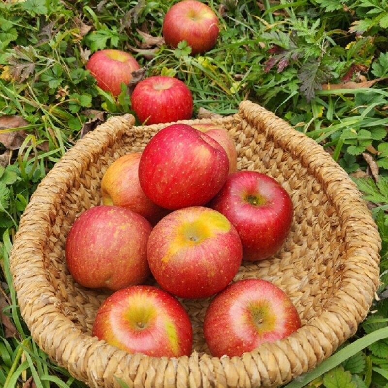 강릉팜,강원도 선물용 부사 5kg 19과 아삭하고  맛있는 고랭지 꿀부사 산지직송 고당도사과(갯수선택)