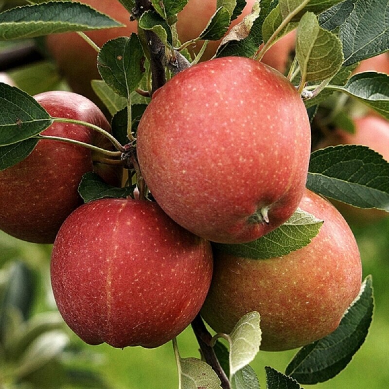 강릉팜,강원도 선물용 부사 5kg 19과 아삭하고  맛있는 고랭지 꿀부사 산지직송 고당도사과(갯수선택)