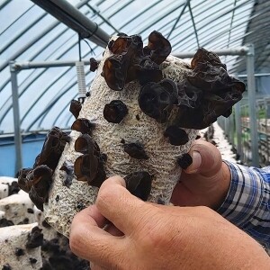 [부연자연애농원]식감좋은 목이버섯 국산 무농약 친환경 건목이버섯 300g 생목이버섯 3Kg