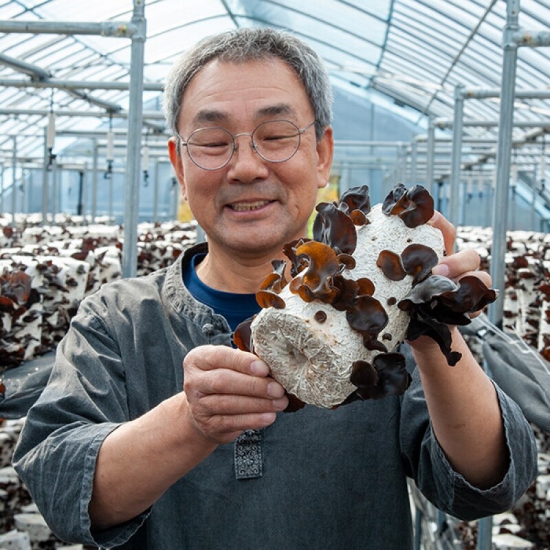 강릉팜,[부연자연애농원]식감좋은 목이버섯 국산 무농약 친환경 건목이버섯 300g 생목이버섯 3Kg