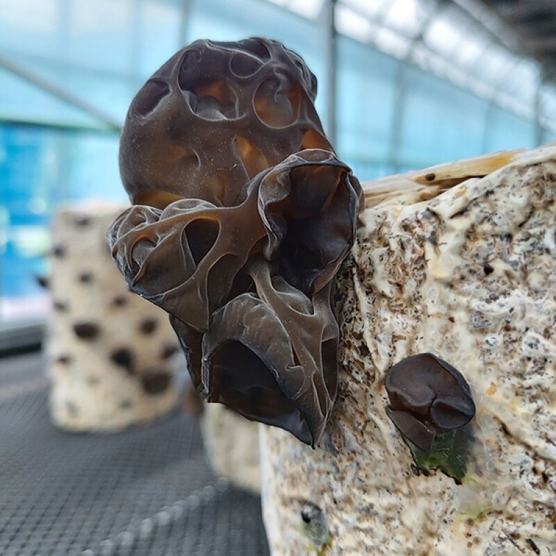 강릉팜,[부연자연애농원]식감좋은 목이버섯 국산 무농약 친환경 건목이버섯 200g 생목이버섯 2kg