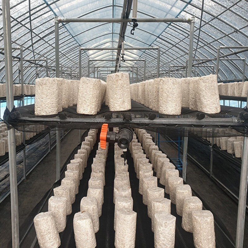 강릉팜,[부연자연애농원]식감좋은 목이버섯 국산 무농약 친환경 건목이버섯 200g 생목이버섯 2kg