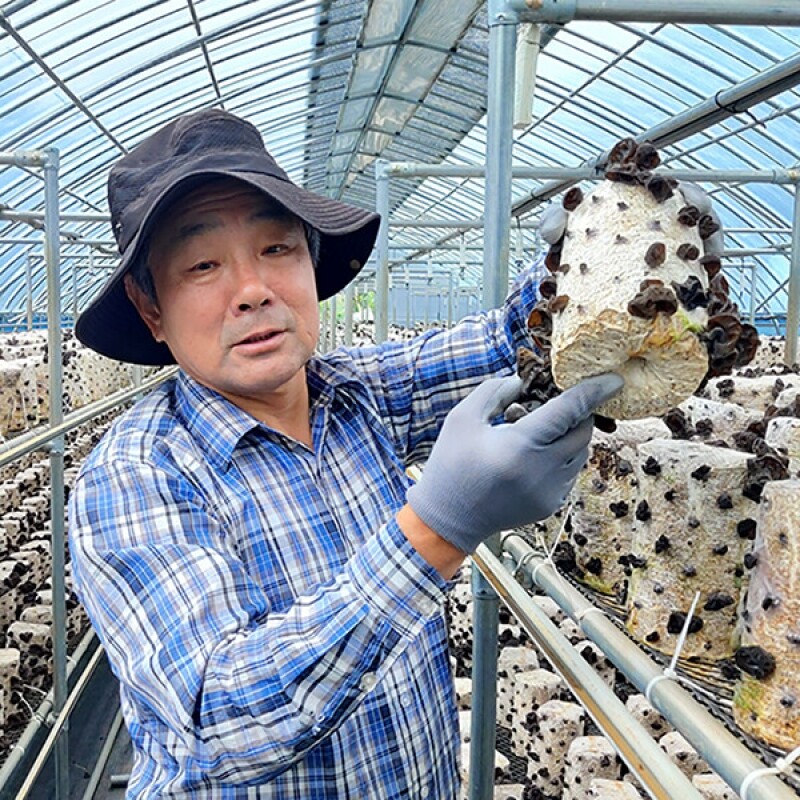 강릉팜,[부연자연애농원]식감좋은 목이버섯 국산 무농약 친환경 건목이버섯 300g 생목이버섯3Kg