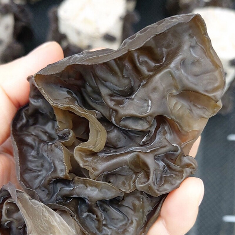 강릉팜,[부연자연애농원]식감좋은 목이버섯 국산 무농약 친환경 건목이버섯 300g 생목이버섯3Kg